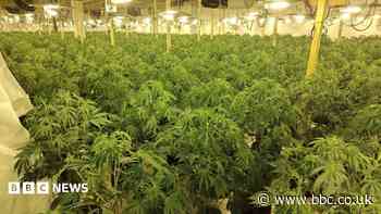 Men jailed after 5,000-plant cannabis farm found