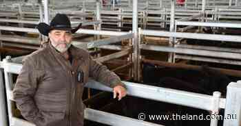 Market risks no obstacle to restockers as top dollar heifer gamble begins