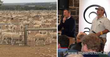 'Geared for performance': how to get lambs to gain 400 grams a day in a feedlot