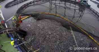 N.B. seafood company reaches $225M deal to acquire salmon farming operations