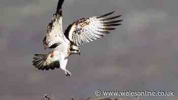 Welsh nature reserve has birds of prey, beavers and a cafe selling homemade cakes