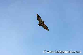 Boy, 11, had no visible wounds but died from rabies transmitted by bat
