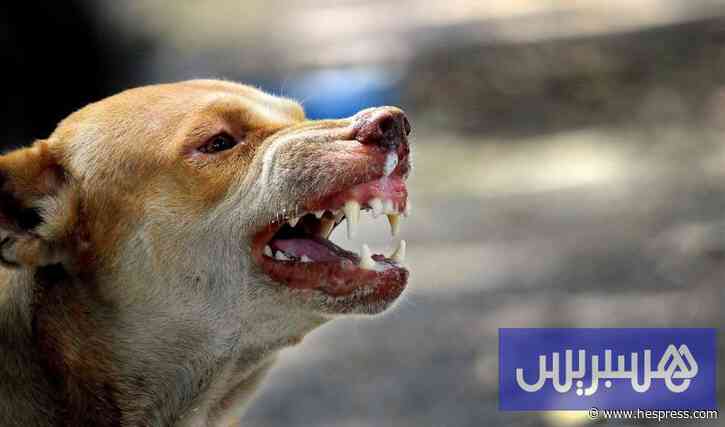 رصيف الصحافة: انتشار الكلاب الضالة تهديد متواصل يستدعي التدخل