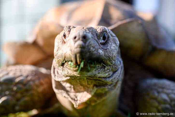 Stattliche afrikanische Schildkröte in Augsburg unterwegs