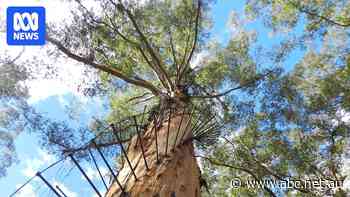 Iconic Gloucester Tree reopens after three-year closure