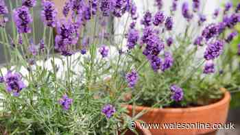 Gardens will flourish if you prune 9 plants in July