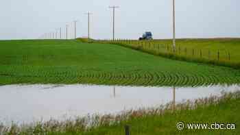 June rain soaks southern Alberta crops and pasture