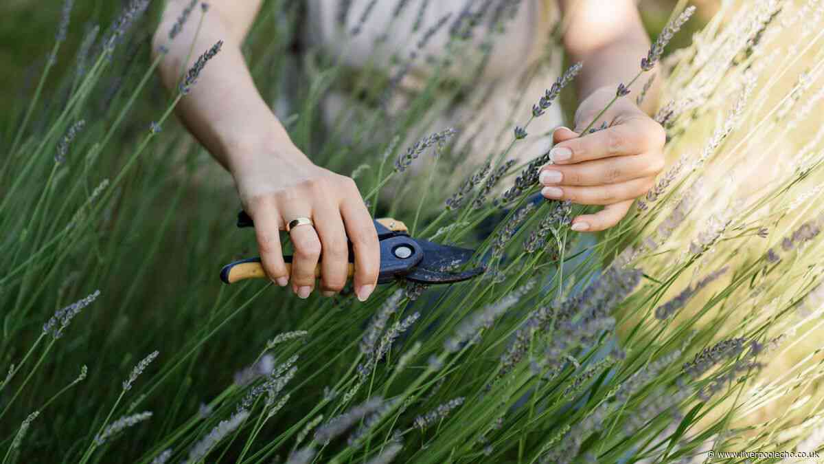 Gardeners must prune 9 plants this month for 'vigorous' growth all summer