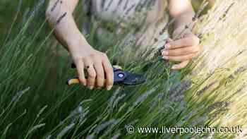 Gardeners must prune 9 plants this month for 'vigorous' growth all summer