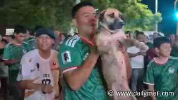 Dog missing for a month found partying with World Cup revelers in Mexico