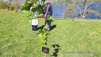 Sycamore Gap sapling is stolen from castle just weeks after being planted
