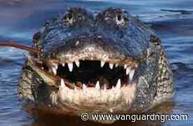 Obeagwe: Anambra riverine community worships alligator as god