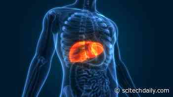 Scientists Create Tiny “Mini Livers” That Could One Day Replace Liver Transplants
