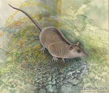 Scientists Uncover a Previously Unknown Lineage of Ancient Marsupials