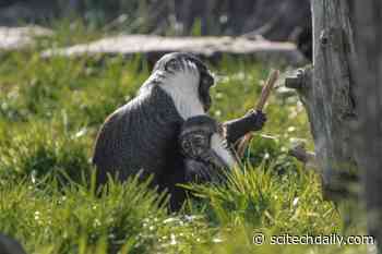 Critically Endangered Monkey Defies the Odds With New Baby After Surgery