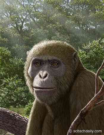 17-Million-Year-Old Ape Fossil in Egypt Could Change What We Know About Human Origins