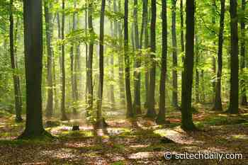 India Added 5.2 Million Acres of Woodland in Just 10 Years – but There’s a Catch