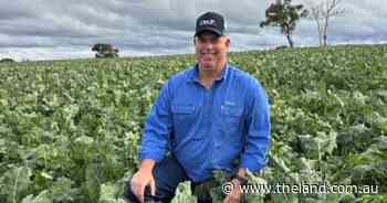 'A saving grace': mild start to winter gives NSW producers a helping hand