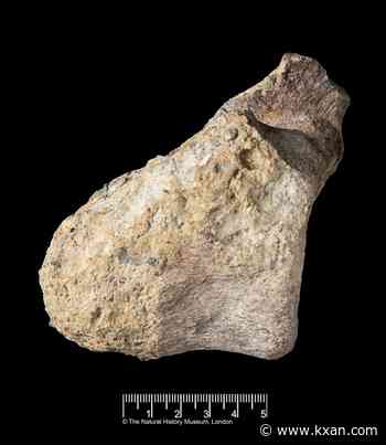 A rare dinosaur fossil from Antarctica is found tucked away in a drawer