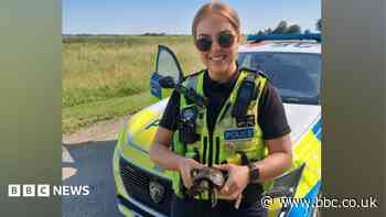 'World's slowest chase' as police rescue tortoise