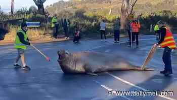 Neil the seal is causing chaos... AGAIN! Massive 1,000kg mammal returns to shore - closing roads, crushing bollards and damaging cars