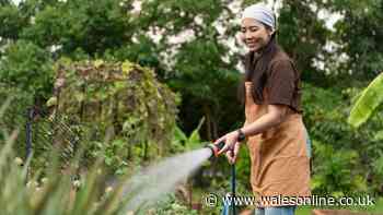Essential July gardening jobs to keep your plants healthy and thriving all summer