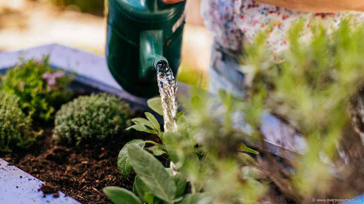 Gardeners urged to do 5 jobs now for thriving plants all summer