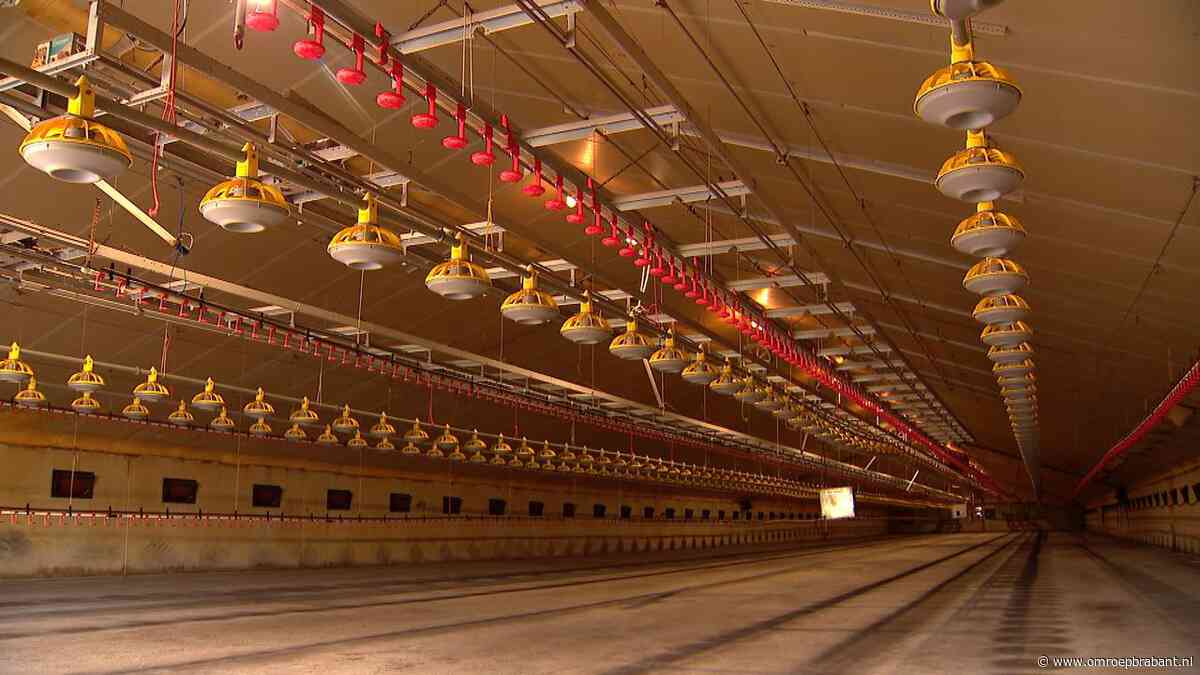 Boeren kunnen ongebruikte stikstofruimte in vergunning vanaf nu verliezen