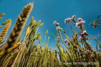 Lloyds and Wildfarmed launch fund to back regen farming