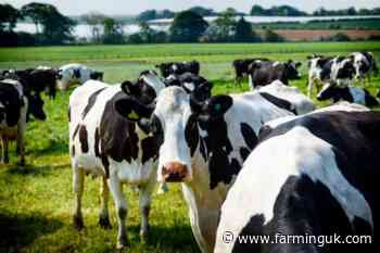 Regen dairy must move from claims to proof, First Milk says