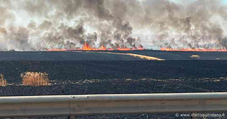 La “guerra della paglia” nel Foggiano: escalation di incendi nei campi. “I clan decidono chi lavora e le condizioni”