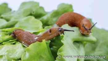 Slugs will avoid your garden and plants if you create £1.49 natural barrier