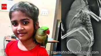 13-year-old parrot battles rare egg-binding; family seeks treatment in Delhi