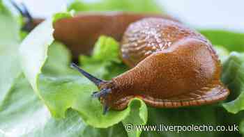 Get rid of slugs in your garden by making £1.49 natural barrier
