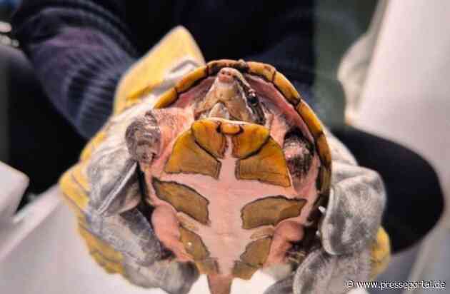 POL-SE: 20260701.1: Elmshorn - Unbekannte setzen Schildkröte aus - Polizei sucht Zeugen
