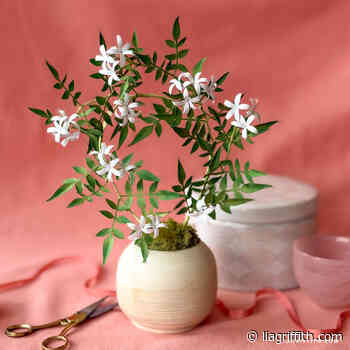 Potted Cardstock Jasmine