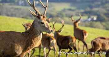 AD FEATURE: Great Wedlock Farm & Deer Park is Tenby’s hidden gem for family adventures