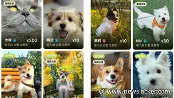 App om hond te verhuren zorgt voor controverse in China