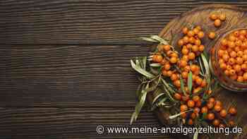 Wie gesund ist die vitaminreiche Beere Sanddorn? Was Studien belegen – und was nicht