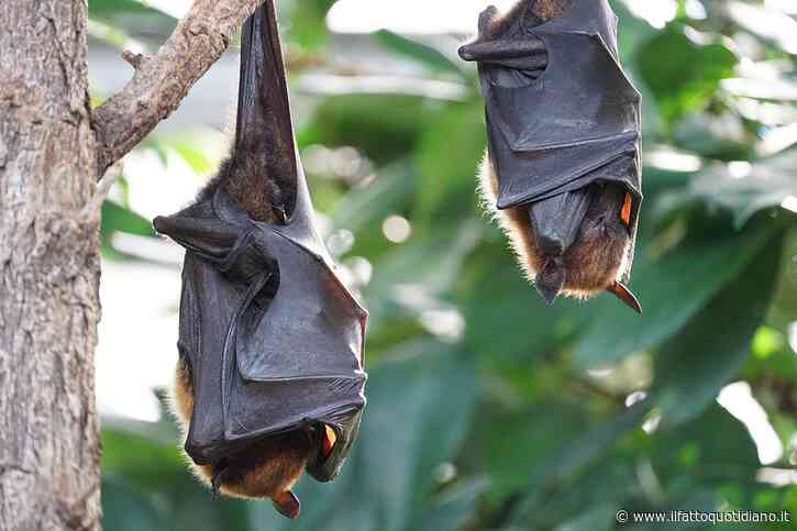 Un pipistrello si posa sul volto nel sonno, la famiglia non vede le ferite: bambino muore di rabbia dopo poche settimane