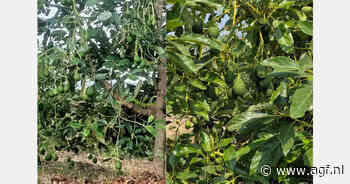 Mexico ziet kansen op Europese markt door kleiner aanbod avocado's uit andere herkomstlanden
