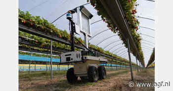 Kleur van aardbeien kan oogstrobots misleiden
