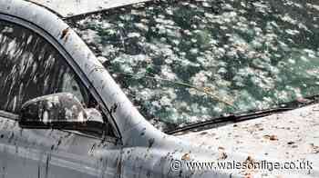 Remove hard bird poo from car windows using just two ingredients