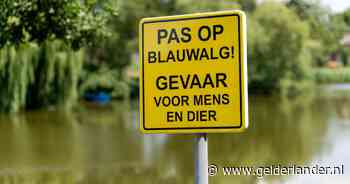 Wordt zwemmen straks onmogelijk? Waterschap waarschuwt voor snelle opmars van blauwalg