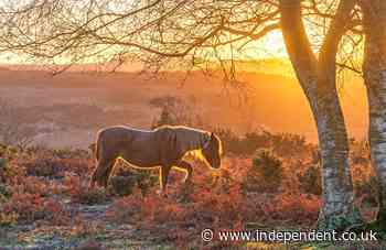 Beloved New Forest ponies die as deadly equine flu outbreak hits national park for first time in 30 years