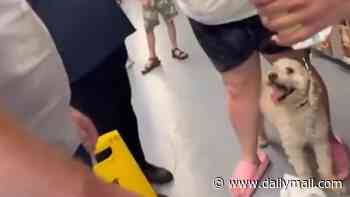 Moment woman who freed dog from van in 34C heat has furious bust-up with owner who yells 'Give me my dog!' as he threatens to punch her in the face