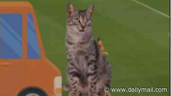 BBC pundit derails World Cup commentary with bizarre anecdote about his CAT and its mysterious disappearance