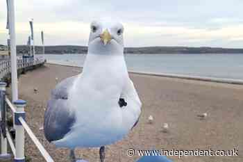 Seagull spotted hopping around Weymouth beach with crossbow bolt embedded in chest