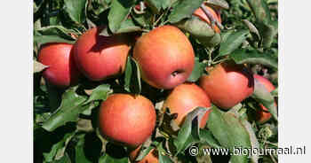 Reddingsactie voor overschot van 40 ton Belgische bio-appels