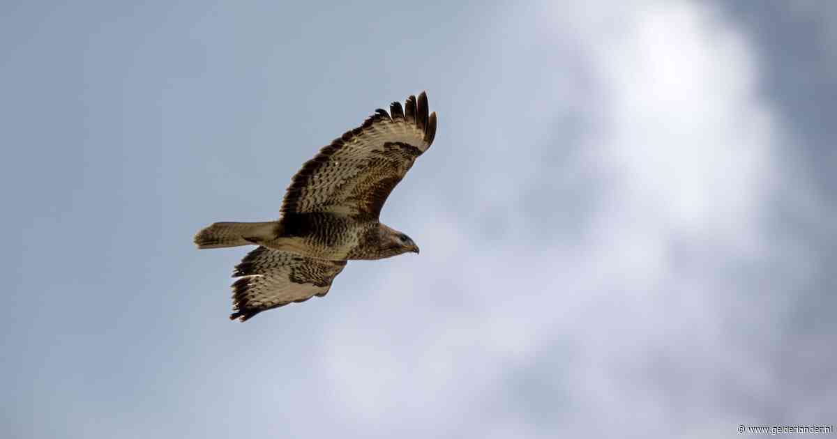 Gemeente waarschuwt voor agressieve buizerd: dit is wat je tegen een aanval kunt doen